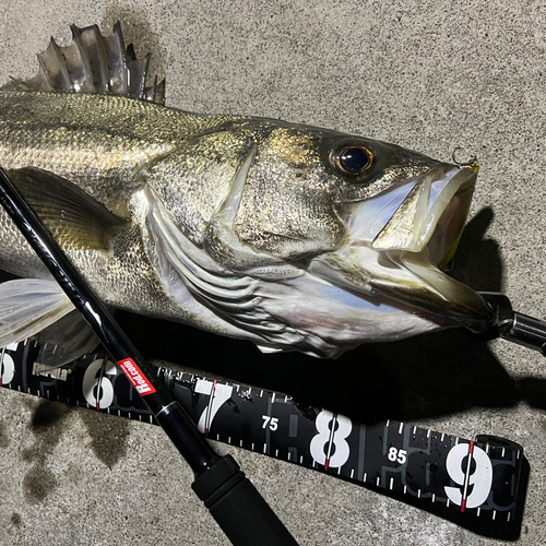 シーバスの釣果