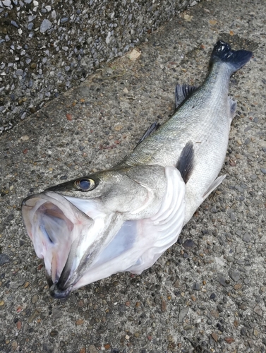 スズキの釣果