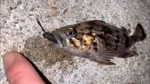 クロソイの釣果