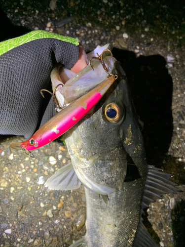 シーバスの釣果