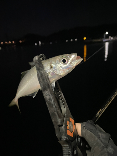 マアジの釣果