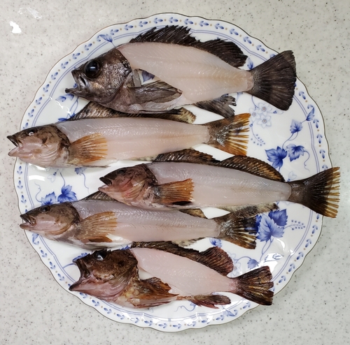 アイナメの釣果