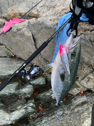 ハマチの釣果