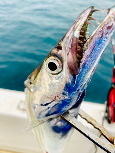 タチウオの釣果