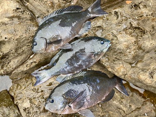 メジナの釣果