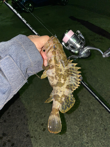 タケノコメバルの釣果