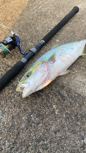 ハマチの釣果