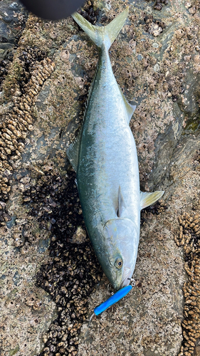 ブリの釣果