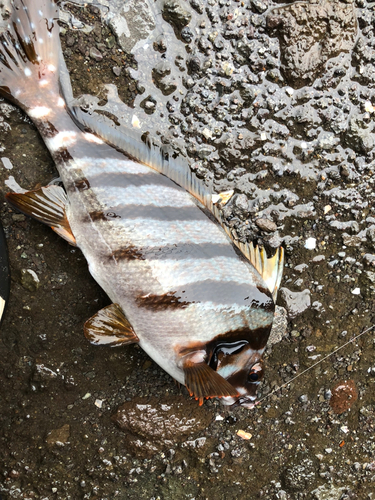 タカノハダイの釣果