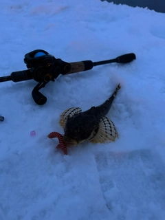 カジカの釣果