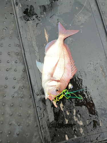 ハナダイの釣果