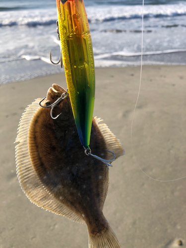 カレイの釣果