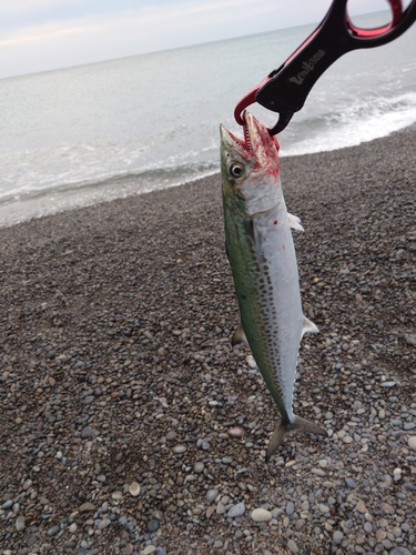 サゴシの釣果