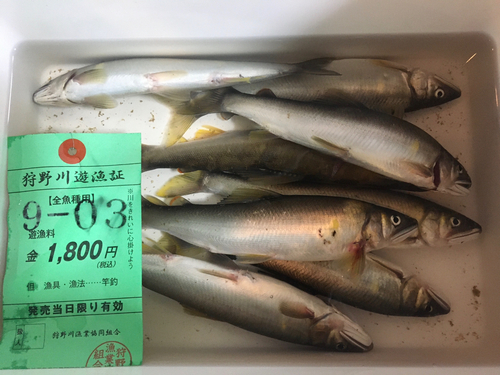 アユの釣果