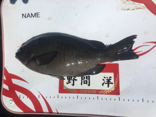 クチブトグレの釣果