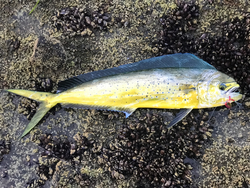 シイラの釣果