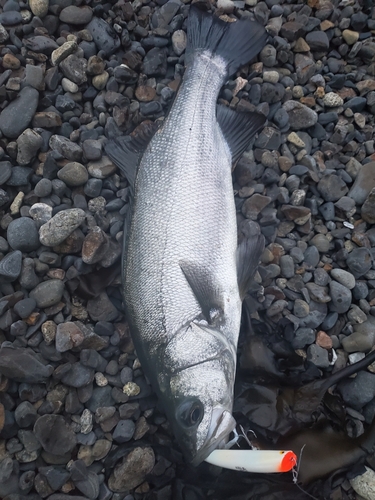 釣果