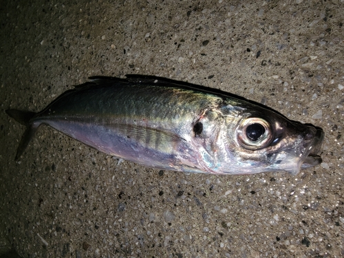 マアジの釣果