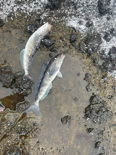 ホッケの釣果