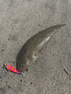 シタビラメの釣果