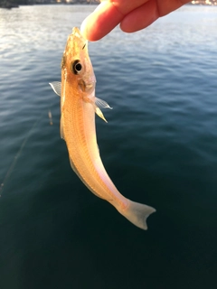 キスの釣果