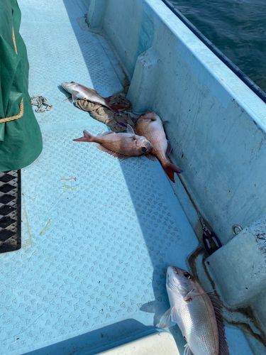 マダイの釣果