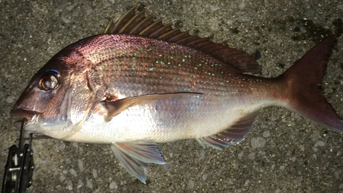 マダイの釣果