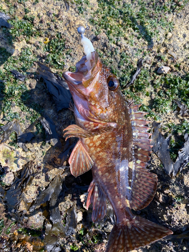 カサゴの釣果