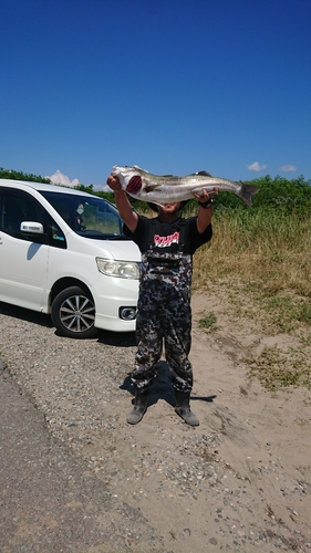 スズキの釣果