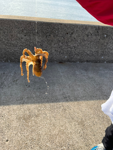 イイダコの釣果