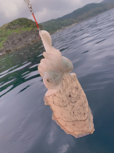 コウイカの釣果