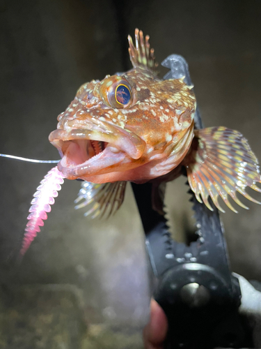 アラカブの釣果