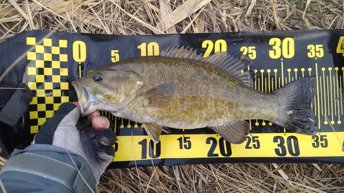 スモールマウスバスの釣果