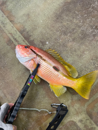 ヨコスジフエダイの釣果