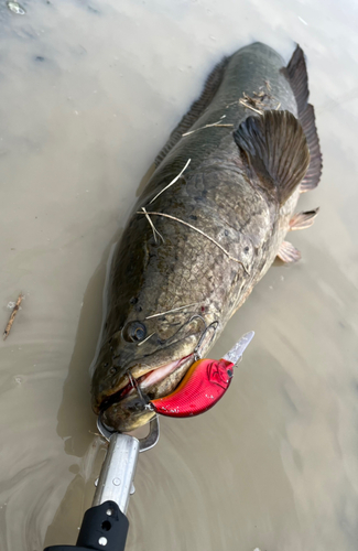 ライギョの釣果