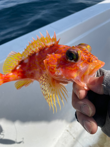 ウッカリカサゴの釣果