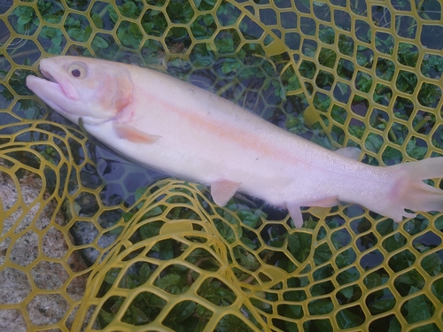 アルビノニジマスの釣果