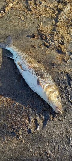 ニゴイの釣果