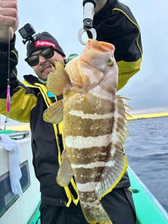 アオハタの釣果