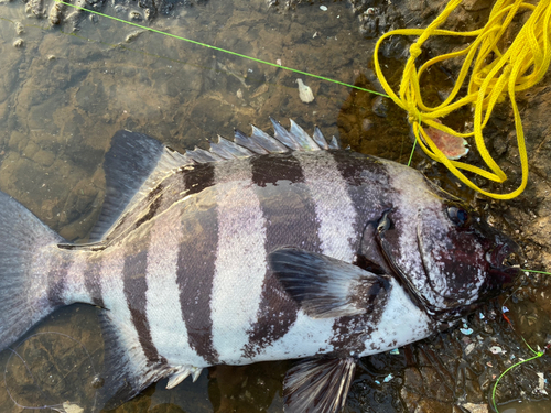 イシダイの釣果