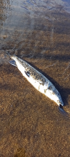 ニゴイの釣果