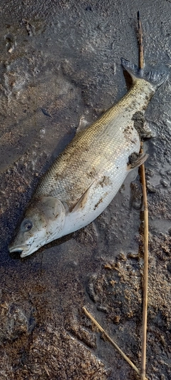 マルタウグイの釣果