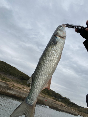 ボラの釣果