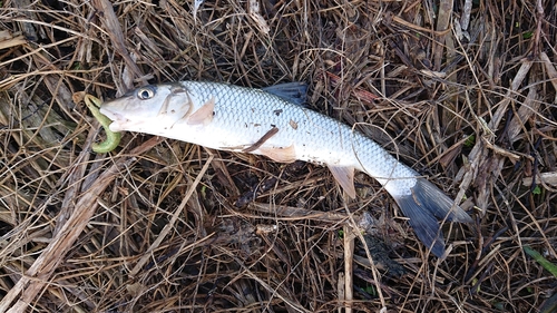 ニゴイの釣果