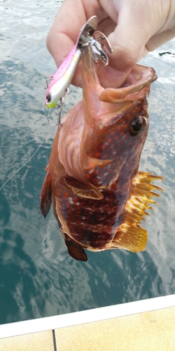 アコウの釣果