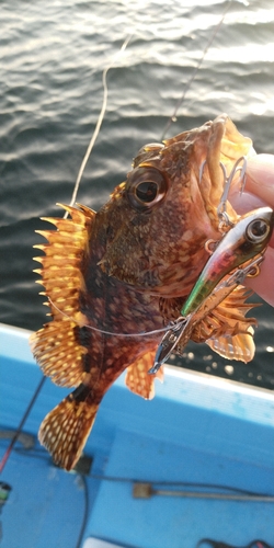 カサゴの釣果