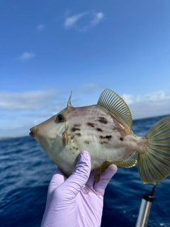 カワハギの釣果