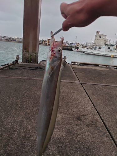 タチウオの釣果