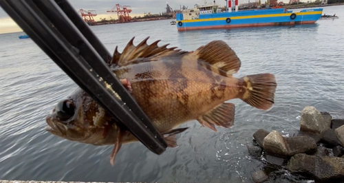 クロメバルの釣果