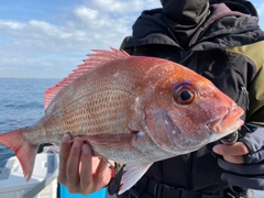 マダイの釣果